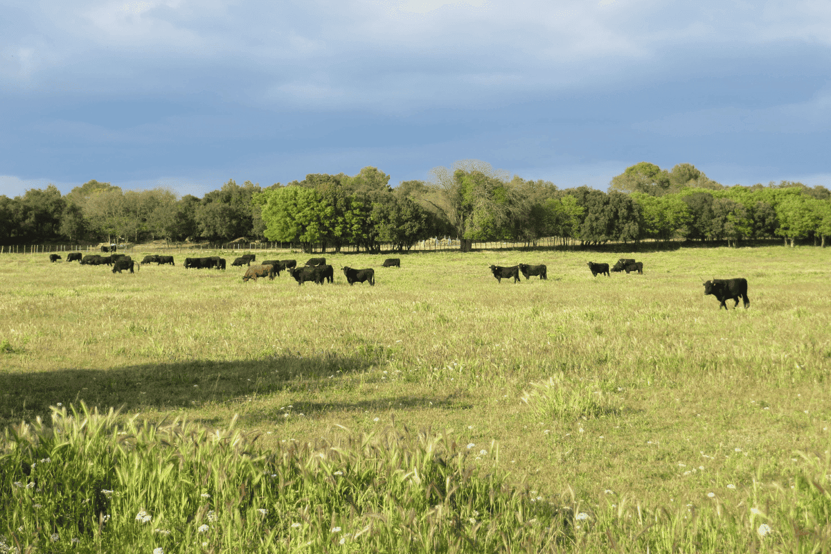 bulls in their meadow next to the estate - Activities South France Wedding